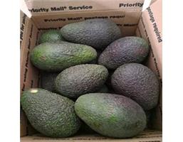 Organic Hass avocado